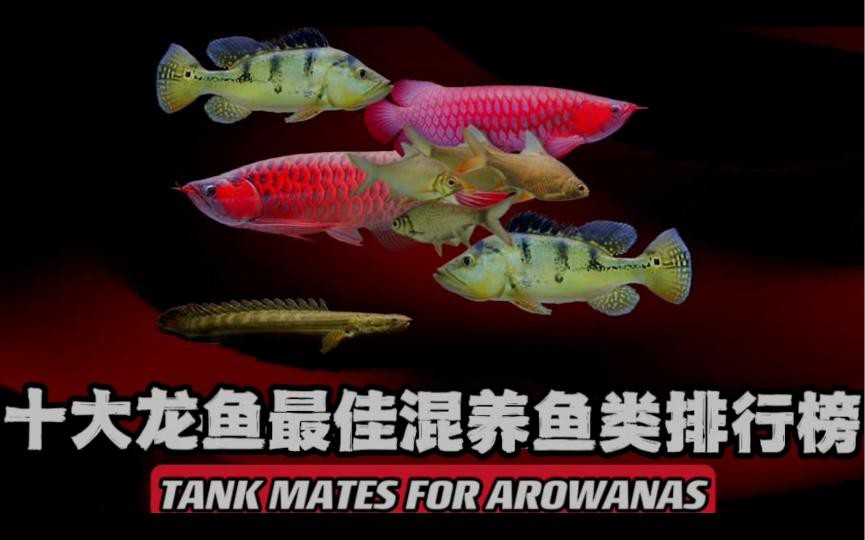 哪些品種的龍魚(yú)適合混養(yǎng)？，養(yǎng)魚(yú)知識(shí)|可以和龍魚(yú)混養(yǎng)的6種魚(yú) 哪些品種的龍魚(yú)適合混養(yǎng)？，養(yǎng)魚(yú)知識(shí)|可以和龍魚(yú)混養(yǎng)的6種魚(yú) 龍魚(yú)百科 第7張