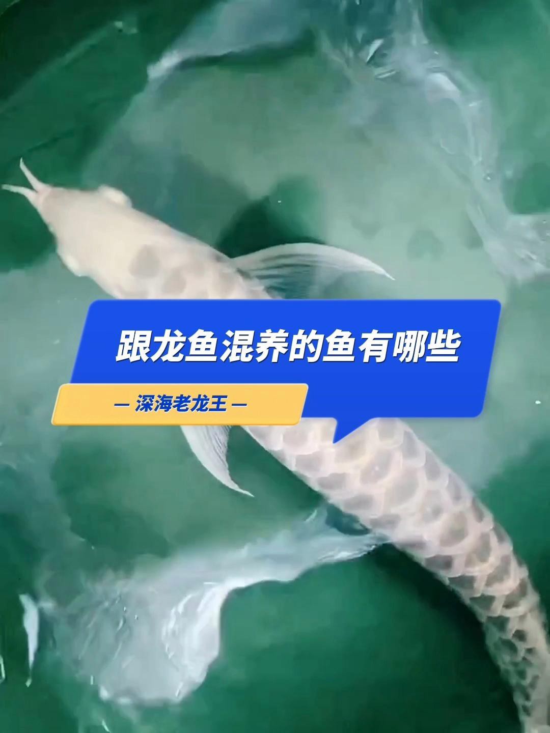 哪些品種的龍魚(yú)適合混養(yǎng)？，養(yǎng)魚(yú)知識(shí)|可以和龍魚(yú)混養(yǎng)的6種魚(yú) 哪些品種的龍魚(yú)適合混養(yǎng)？，養(yǎng)魚(yú)知識(shí)|可以和龍魚(yú)混養(yǎng)的6種魚(yú) 龍魚(yú)百科 第3張