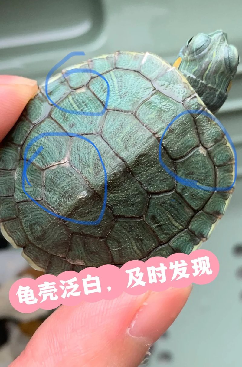 如何判斷龍龜是否需要清潔？，如何判斷龍龜是否需要清潔，靈一龍龜佩戴禁忌龍龜風水學上比較