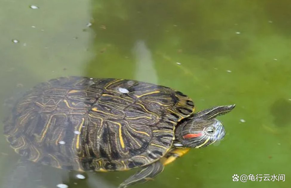 如何判斷龍龜是否需要清潔？，如何判斷龍龜是否需要清潔，靈一龍龜佩戴禁忌龍龜風水學上比較