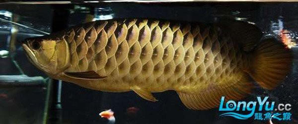 如何區(qū)分B過金龍魚與其他金龍魚？，b過金龍魚與其他金龍魚的關(guān)鍵在于觀察其珠鱗和爬背