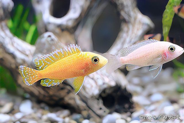 如何判斷紅龍魚是否處于領地爭斗？，如何判斷紅龍魚是否處于領地爭斗這一問題