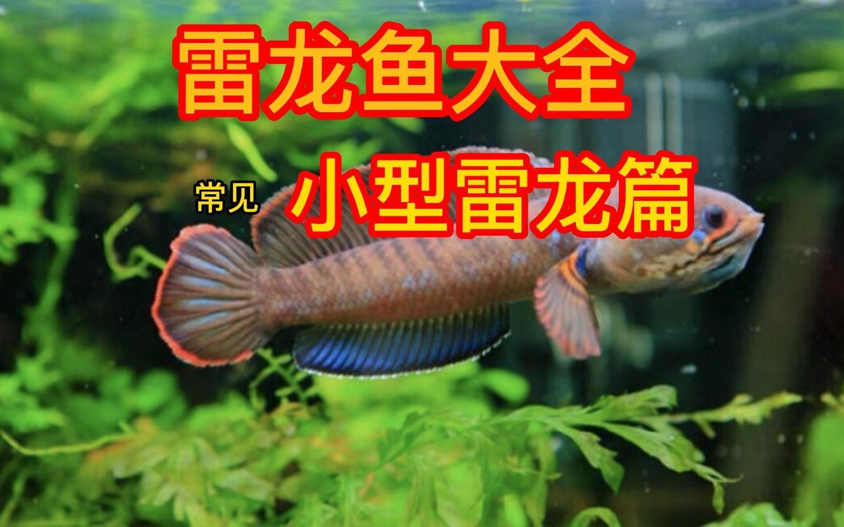 兩種雷龍的價格差異大嗎？，雷龍魚多少錢一只秋綃映畫雷龍魚品種大揭秘