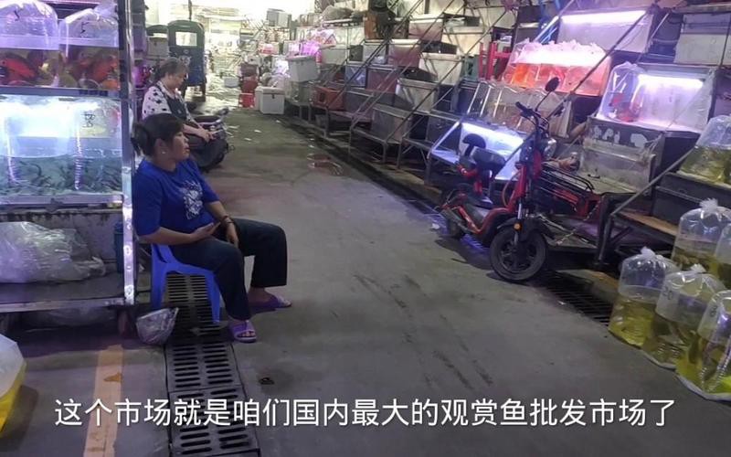 球鯊一般多少錢，2025年球鯊市場行情與飼養指南球鯊市場行情與飼養指南