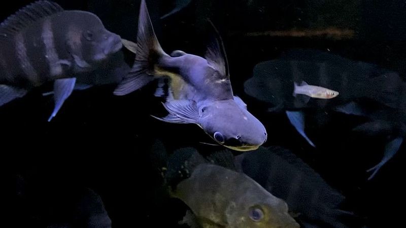 球鯊一般多少錢，2025年球鯊市場行情與飼養指南球鯊市場行情與飼養指南