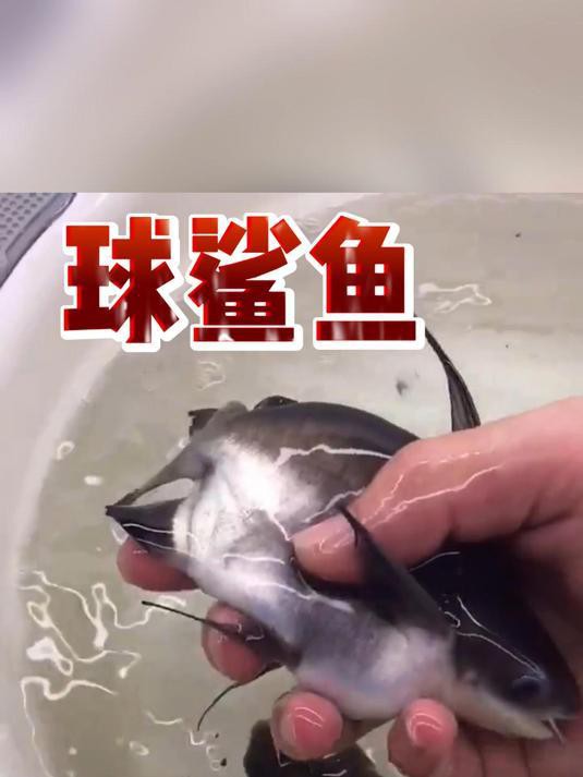 球鯊一般多少錢，2025年球鯊市場行情與飼養(yǎng)指南球鯊市場行情與飼養(yǎng)指南