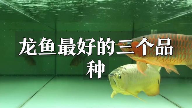 哪種龍魚(yú)發(fā)色最漂亮？，今日頭條紅龍魚(yú)哪個(gè)品種最漂亮秦牧歌龍魚(yú)哪個(gè)品種最漂亮