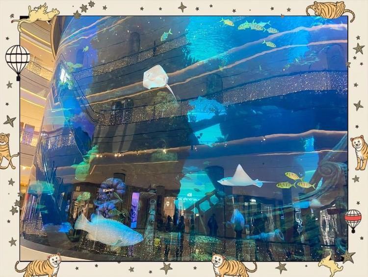 綿陽水族店，綿陽市多家水族店