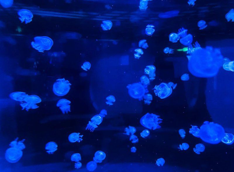綿陽水族店，綿陽市多家水族店