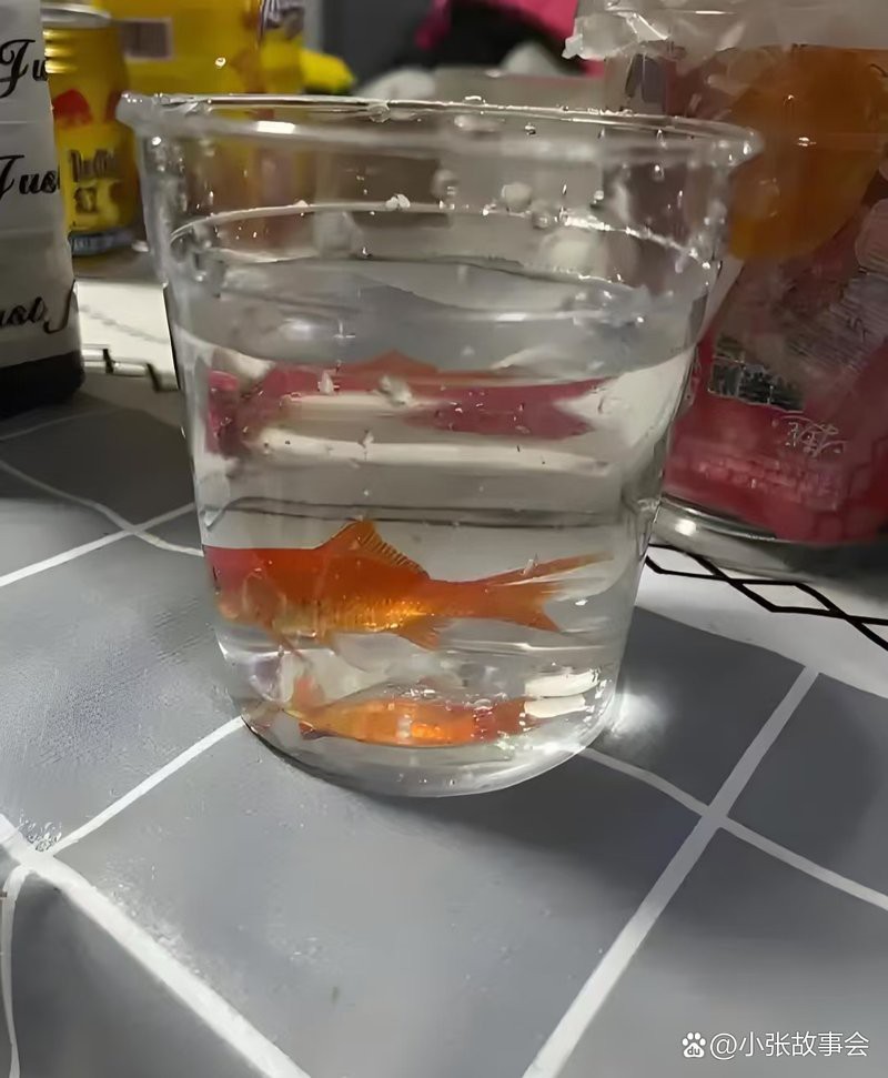 廣水水族店，廣水市有哪些水族相關(guān)店鋪？