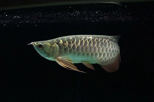 如何判斷龍魚是否進入反垢期？，《如何判斷龍魚是否進入反垢期》龍魚反垢期至關重要