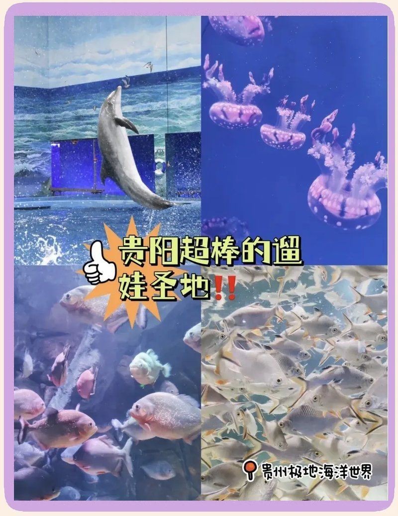 貴陽水族店，貴陽擁有多家特色鮮明的水族店