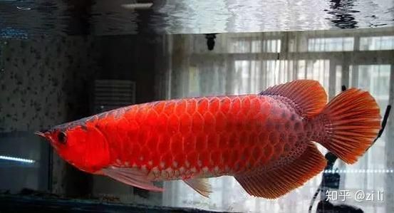 號半紅龍魚長大圖片，《號半紅龍魚長大圖片》 號半紅龍魚長大圖片，《號半紅龍魚長大圖片》 全國水族館企業名錄 第23張