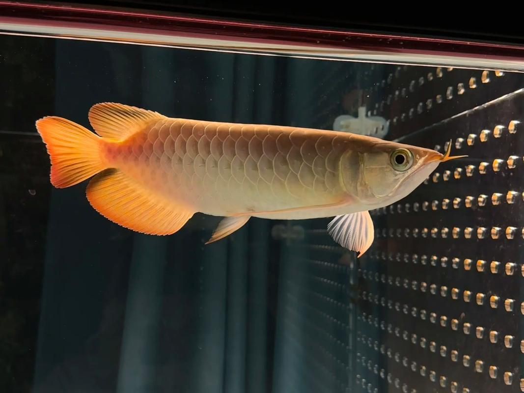 號半紅龍魚長大圖片，《號半紅龍魚長大圖片》 號半紅龍魚長大圖片，《號半紅龍魚長大圖片》 全國水族館企業名錄 第19張