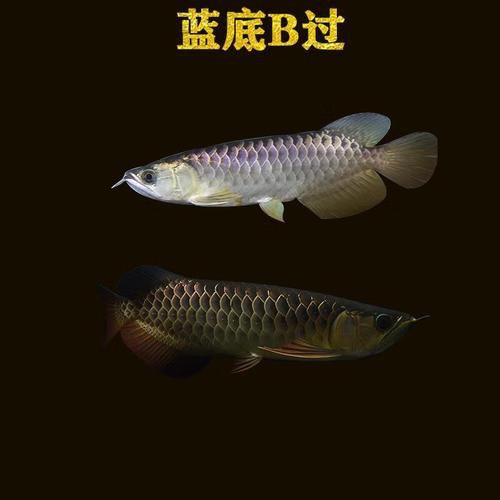 號半紅龍魚長大圖片，《號半紅龍魚長大圖片》 號半紅龍魚長大圖片，《號半紅龍魚長大圖片》 全國水族館企業名錄 第4張
