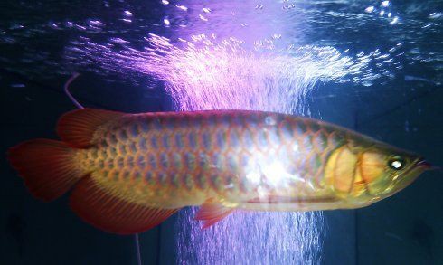 超血龍魚多久喂一次食物？，超血龍魚喂食頻率問題， 超血龍魚多久喂一次食物？，超血龍魚喂食頻率問題， 龍魚論壇 第6張