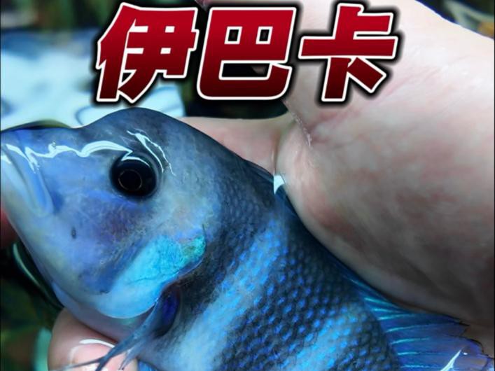 再給我介紹幾種龍魚的高端配魚，龍魚的高端配魚推薦