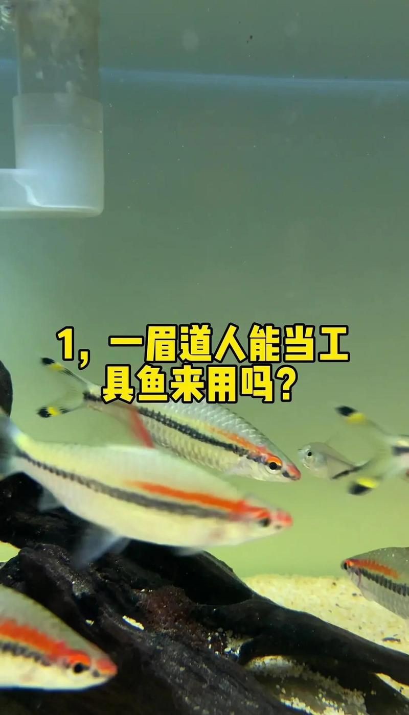 剛果美人和一眉道人混養，剛果美人與一眉道人混養攻略 剛果美人和一眉道人混養，剛果美人與一眉道人混養攻略 全國水族館企業名錄 第10張