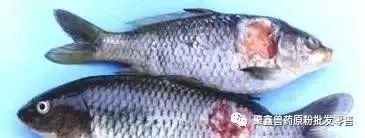 如何判斷龍魚是否得了爛身病？，如何判斷龍魚爛身病？