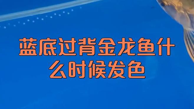 如何判斷過背金龍是否開始發(fā)色？，如何判斷過背金龍是否開始發(fā)色