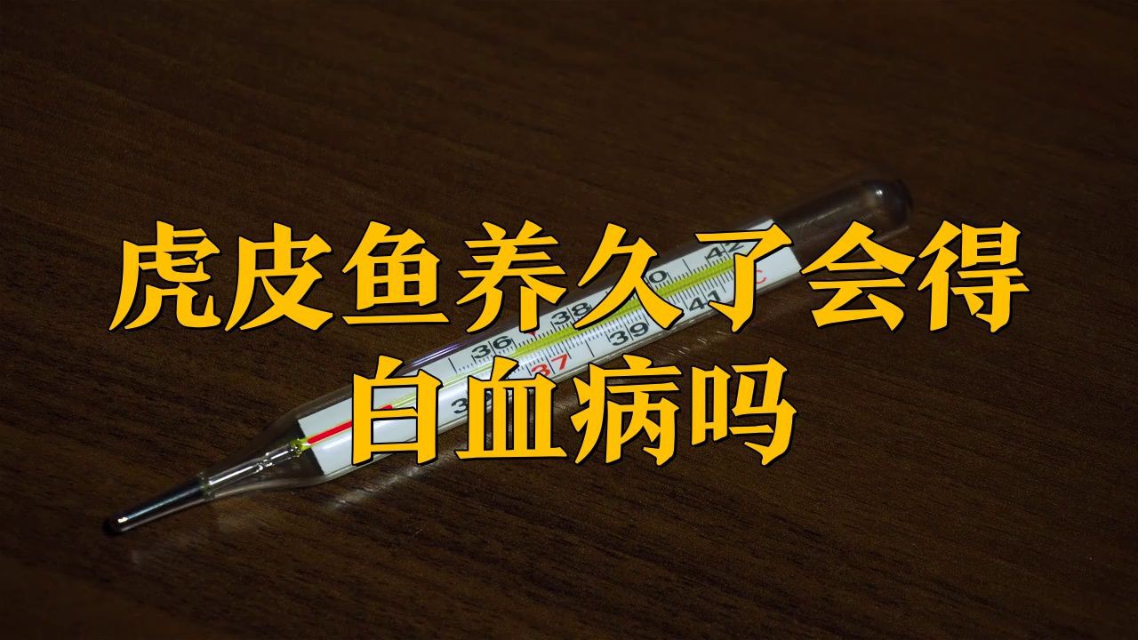 夢幻雷龍魚養久了會得白血病嗎，夢幻雷龍魚養久了會得白血病嗎寵物健康師小鲃魚養久了會得白血病嗎