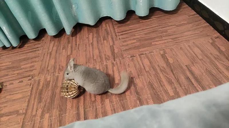 如何判斷龍貓是否準備好放風？，如何判斷龍貓是否準備好放風