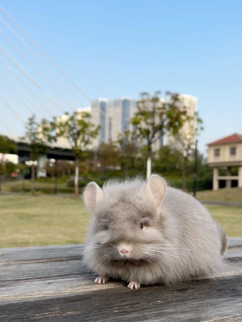 如何判斷龍貓是否準備好放風？，如何判斷龍貓是否準備好放風
