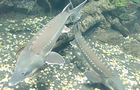 電鰻放電為什么電不死自己，怪羅科普：電鰻放電時為什么不電到自己天下十三洲獵奇電鰻