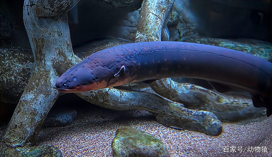 電鰻放電為什么電不死自己，怪羅科普：電鰻放電時為什么不電到自己天下十三洲獵奇電鰻