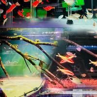 武漢龍魚店，武漢水族市場——江城龍魚記 武漢龍魚店，武漢水族市場——江城龍魚記 全國水族館企業(yè)名錄 第4張