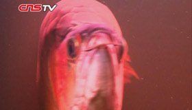 武漢龍魚店，武漢水族市場——江城龍魚記 武漢龍魚店，武漢水族市場——江城龍魚記 全國水族館企業(yè)名錄 第2張