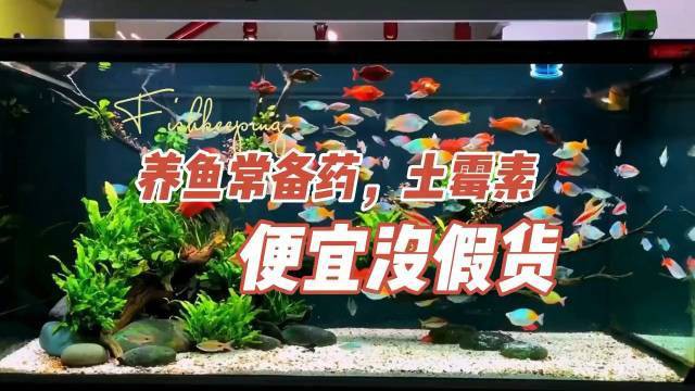 土霉素對(duì)龍魚的治療效果如何？，土霉素與其他藥物如何配合使用土霉素治療龍魚需要多久見效