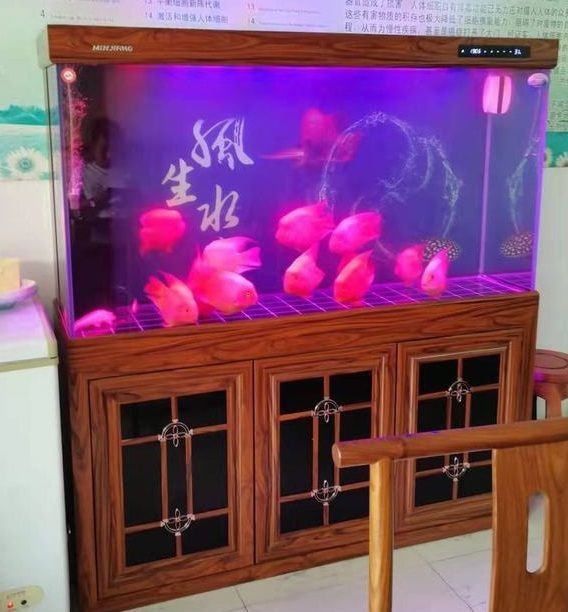 廣東水族店，廣東有哪些知名的水族品牌