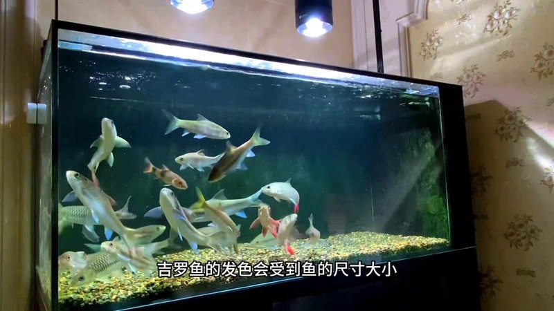 吉羅缸和龍魚缸哪個更難養(yǎng)，關(guān)于龍魚缸的一些問題