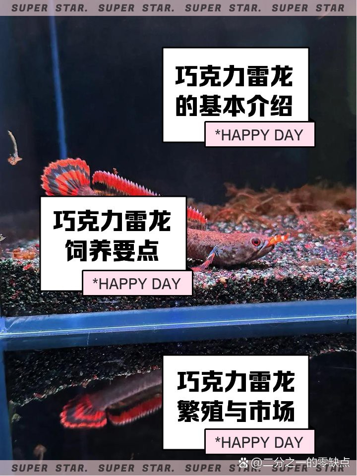 哪種雷龍魚趴缸最少？，哪種雷龍魚趴缸現象最少