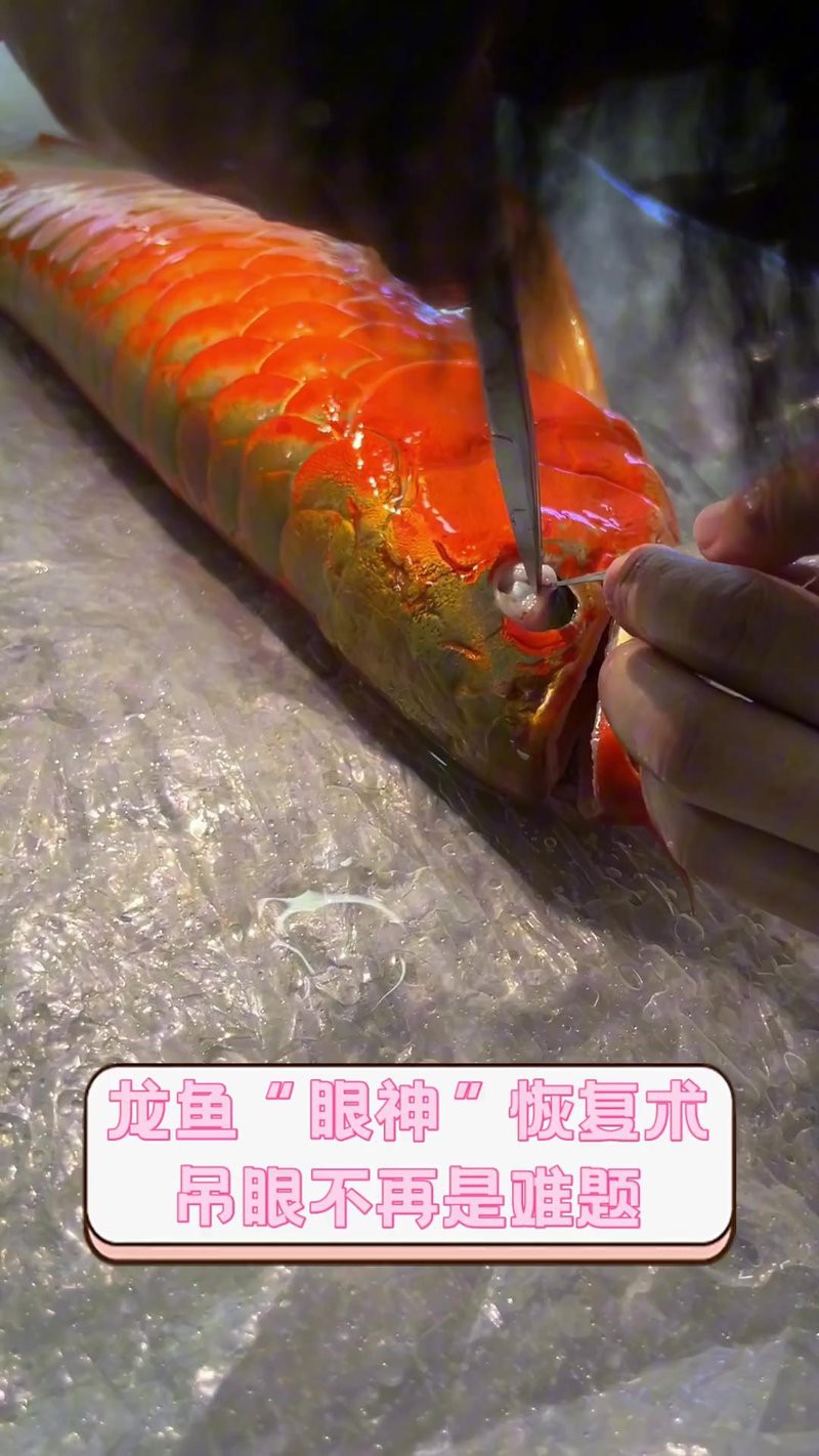 如何判斷龍魚眼睛是否健康？，如何判斷龍魚眼睛是否健康