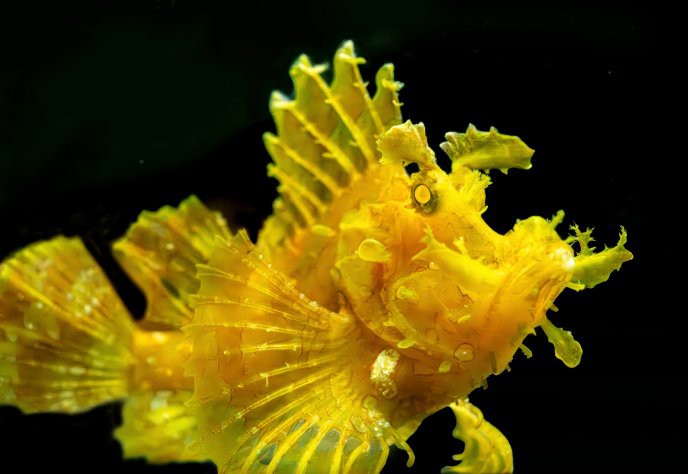 大名龍魚店，上海大名龍魚店