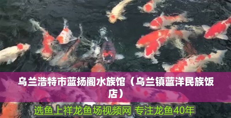 烏蘭水族店，烏蘭水族店有哪些特色產(chǎn)品