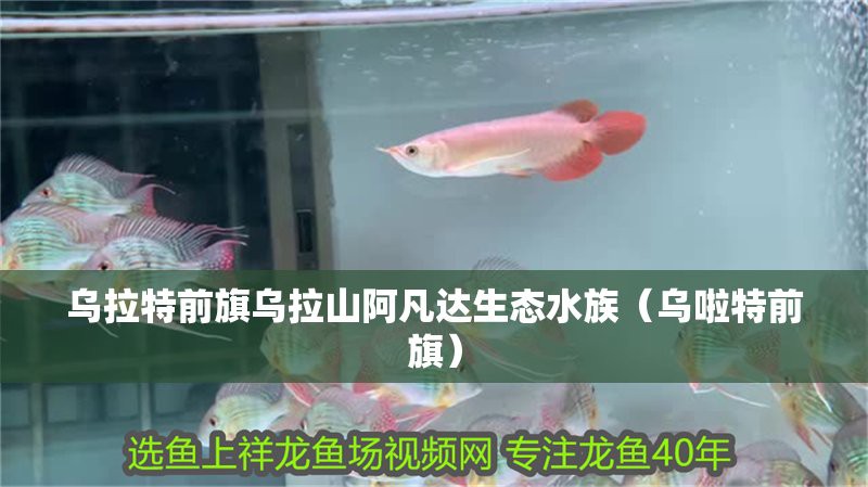 烏蘭水族店，烏蘭水族店有哪些特色產(chǎn)品