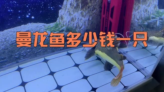 曼龍魚的價格是多少？，曼龍魚多少錢一只