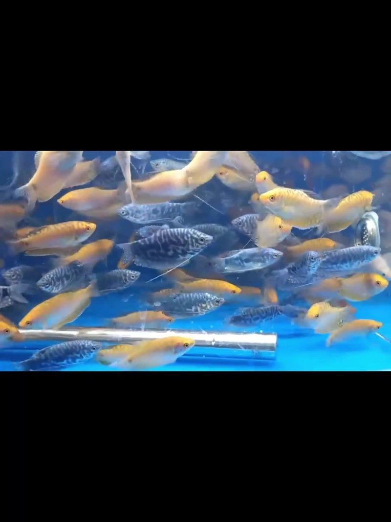 曼龍魚的價格是多少？，曼龍魚多少錢一只