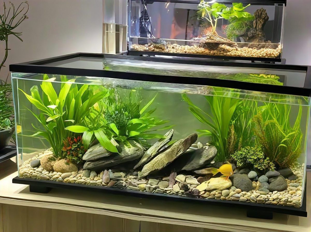 如何減少龍魚和烏龜的沖突？，《如何減少龍魚和烏龜的沖突》 如何減少龍魚和烏龜的沖突？，《如何減少龍魚和烏龜的沖突》 龍魚百科 第4張