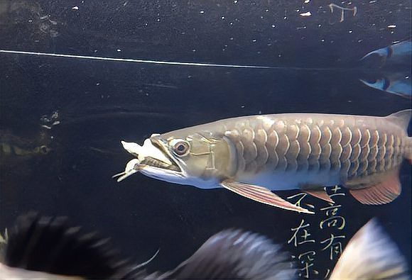 如何減少龍魚和烏龜的沖突？，《如何減少龍魚和烏龜的沖突》 如何減少龍魚和烏龜的沖突？，《如何減少龍魚和烏龜的沖突》 龍魚百科 第3張