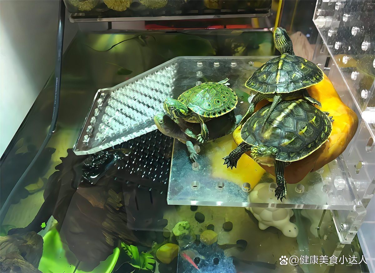 如何減少龍魚和烏龜的沖突？，《如何減少龍魚和烏龜的沖突》 如何減少龍魚和烏龜的沖突？，《如何減少龍魚和烏龜的沖突》 龍魚百科 第2張