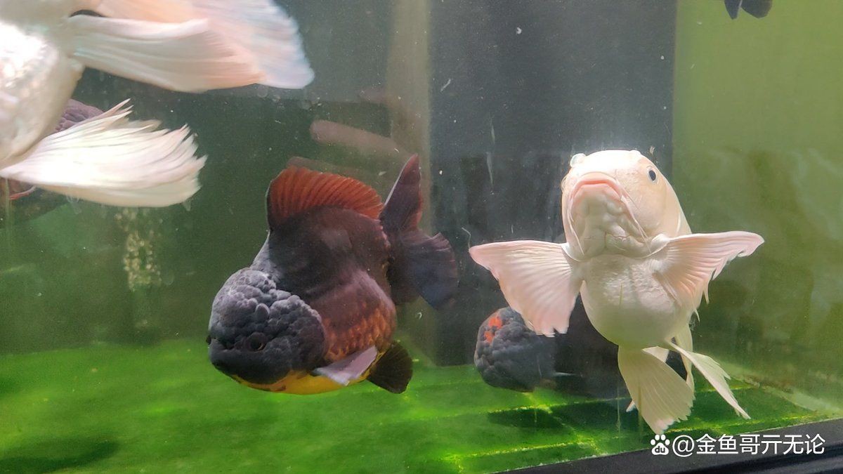 母魚肚子很大死亡原因，養魚老道，孔雀魚生完小魚為什么死了