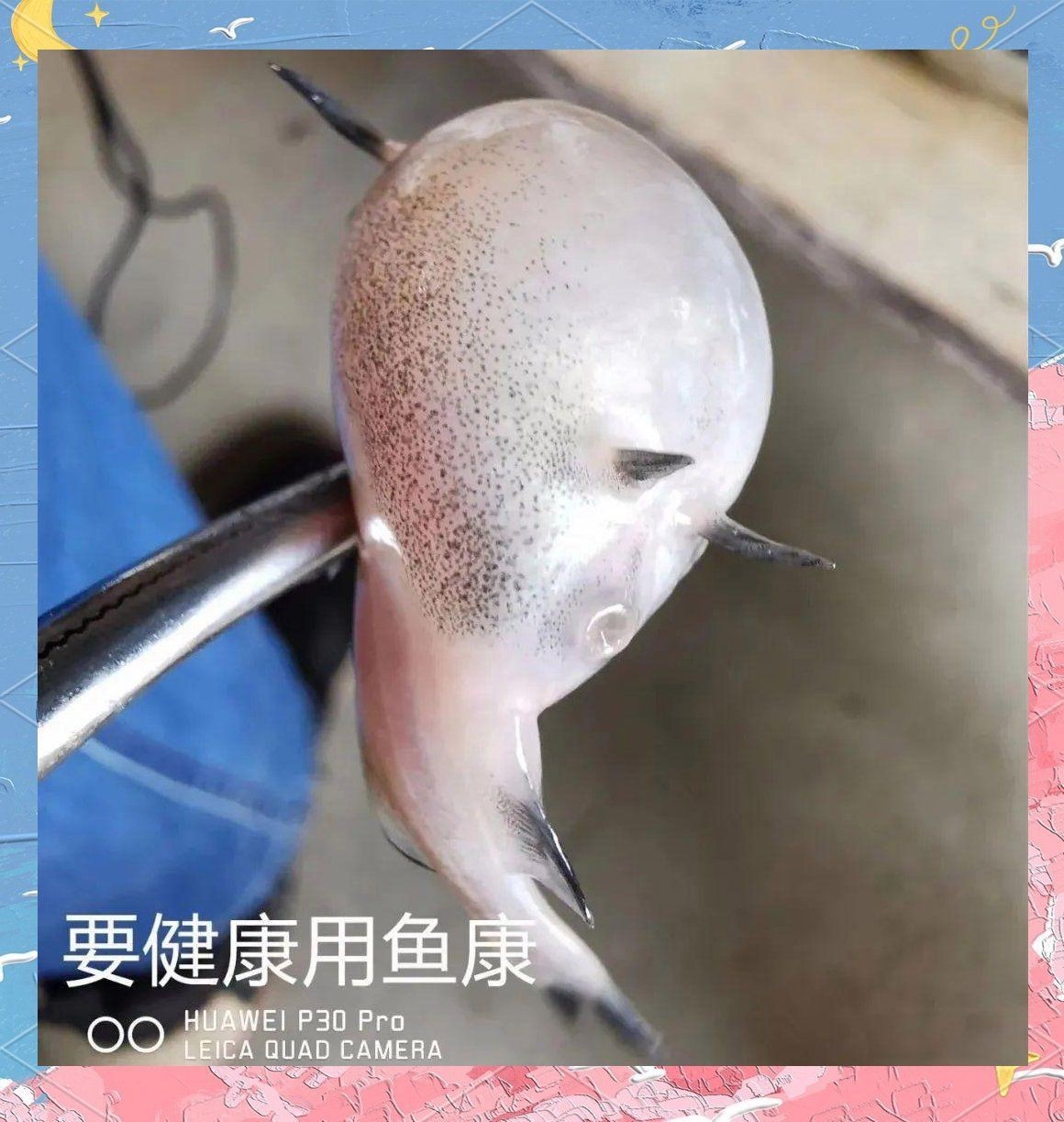 母魚(yú)肚子很大死亡原因，養(yǎng)魚(yú)老道，孔雀魚(yú)生完小魚(yú)為什么死了
