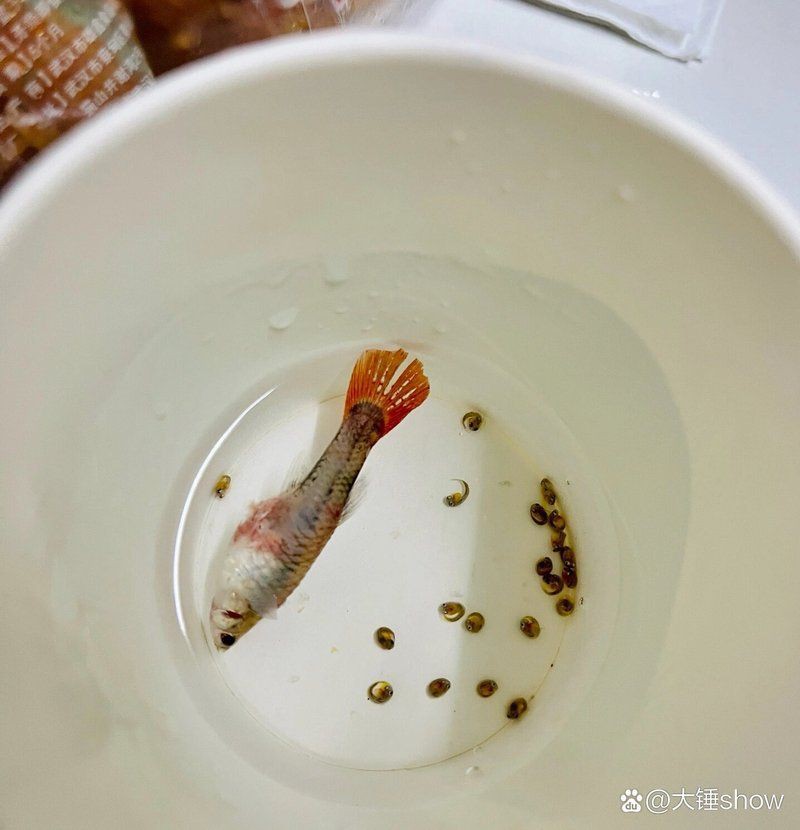 母魚肚子很大死亡原因，養魚老道，孔雀魚生完小魚為什么死了