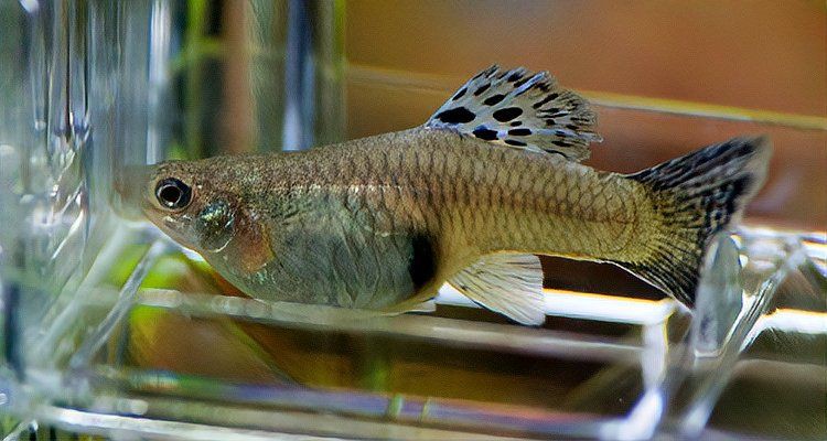 母魚(yú)肚子很大死亡原因，養(yǎng)魚(yú)老道，孔雀魚(yú)生完小魚(yú)為什么死了