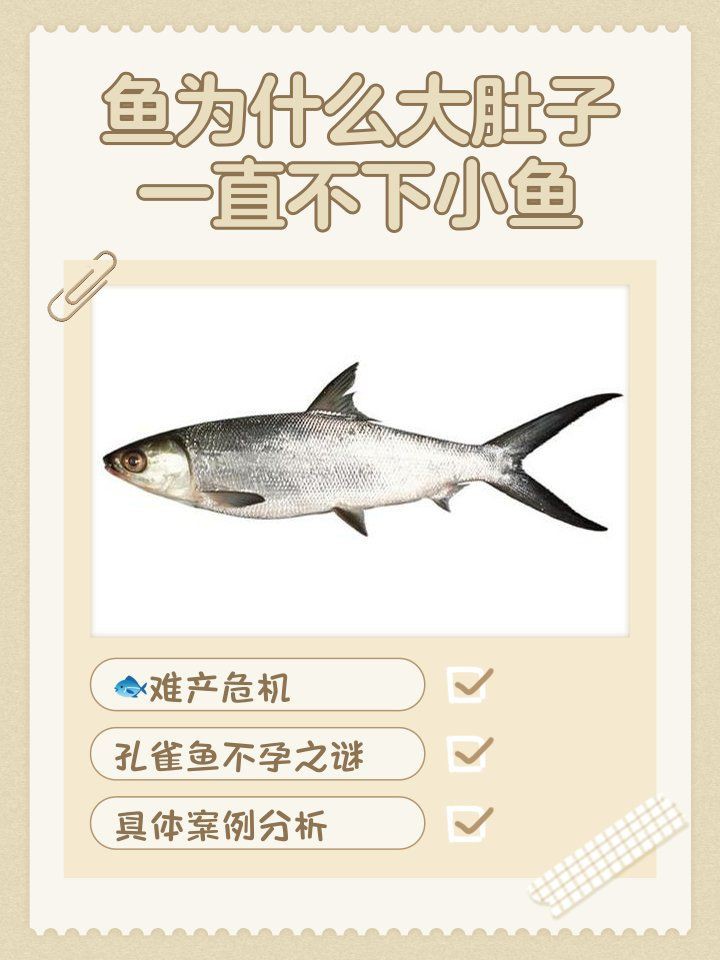 母魚(yú)肚子很大死亡原因，養(yǎng)魚(yú)老道，孔雀魚(yú)生完小魚(yú)為什么死了