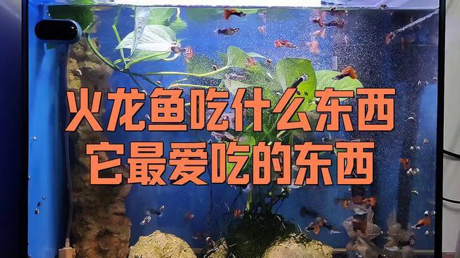 如何為火龍魚提供適宜的食物？，如何為火龍魚提供適宜的食物？如何處理泥鰍以供火龍魚食用？